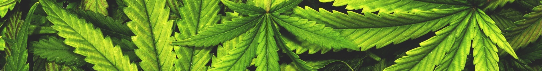 poradnia-medycyny-konopnej